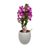 Orhidee Dendrobium